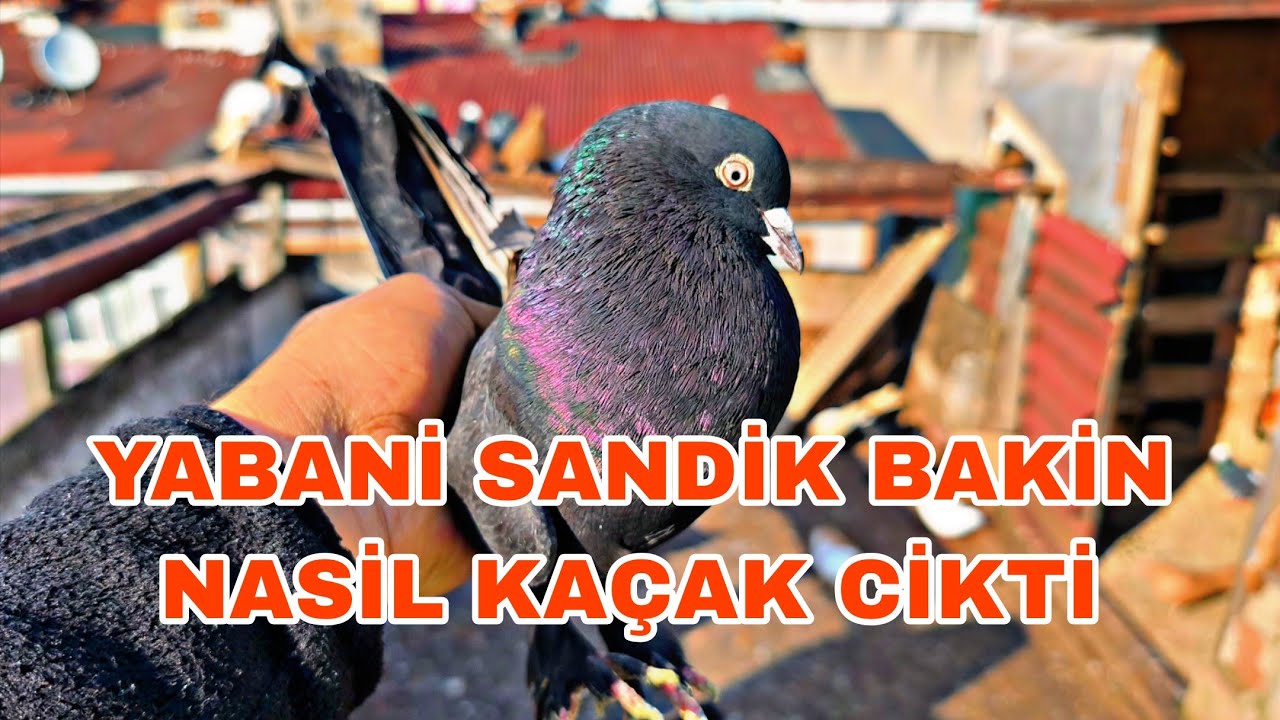 YABANİ SANDİK BAKİN NASİLBİR KAÇAK ÇİKTİ
