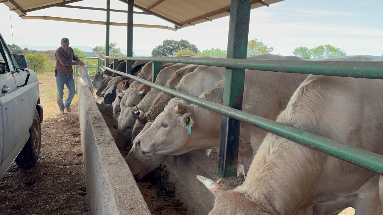 VA JALANDO EN RANCHO AL 💯🤠🐮