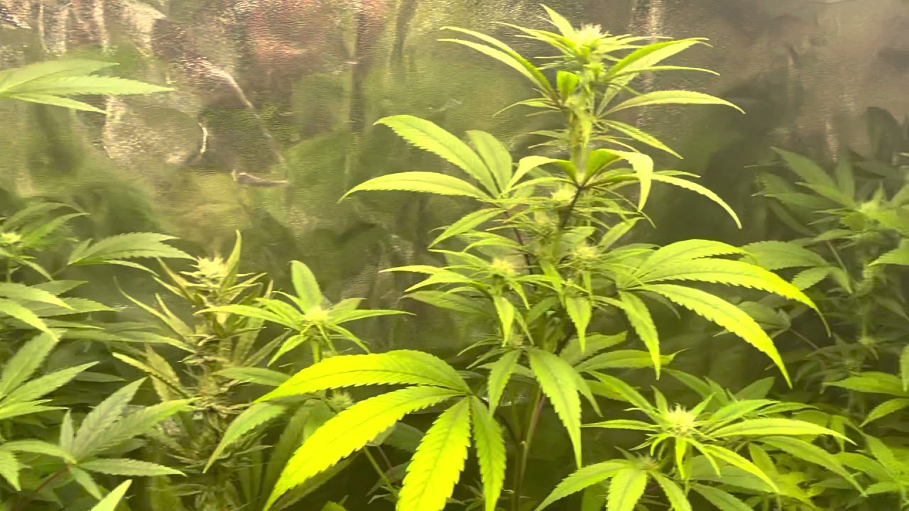 Mars Hydro Grow Journal Tsw2000 #marshydrosp6500