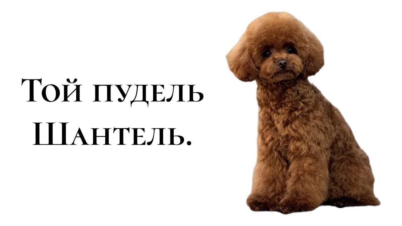 Той пудель Шантель. 4е занятие