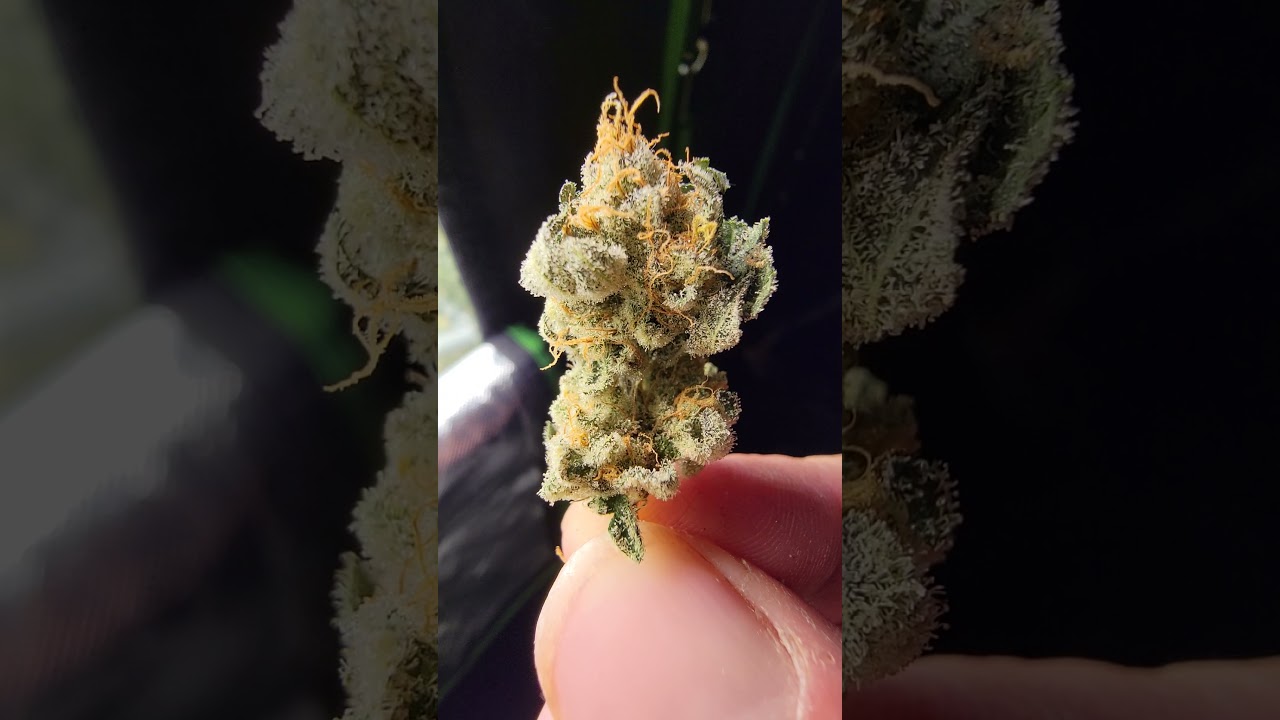 BirthdayPunch #2 By Elev8seeds.