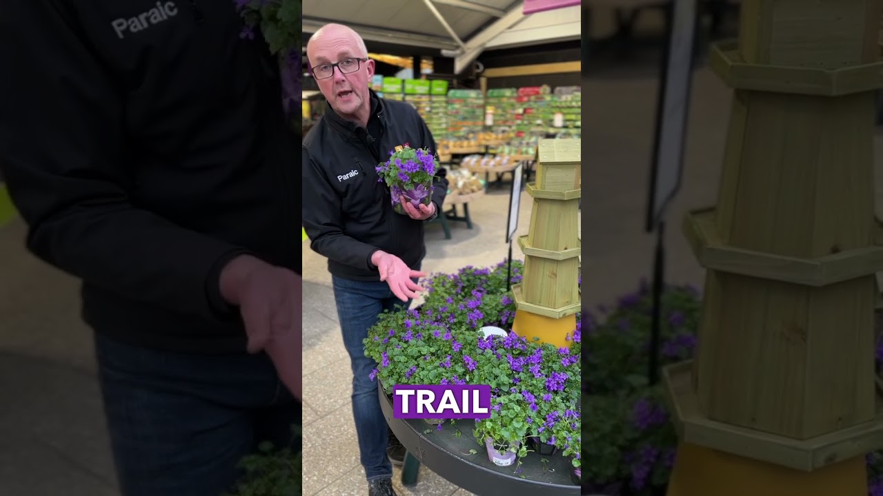 Campanula Porto FAQs