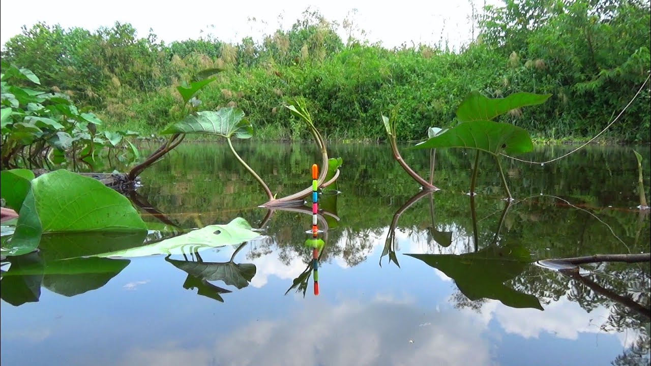 Strike Awal yang Gila! Mancing Belum 5 Menit, Nila Babon Udah Gas Pol!
