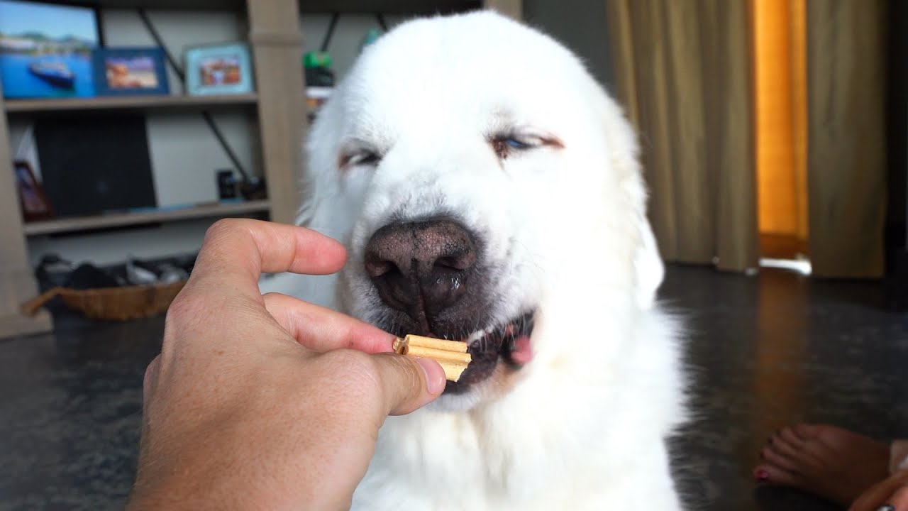 THESE DOGS ARE SO SPOILED! - Super Cooper Sunday 323