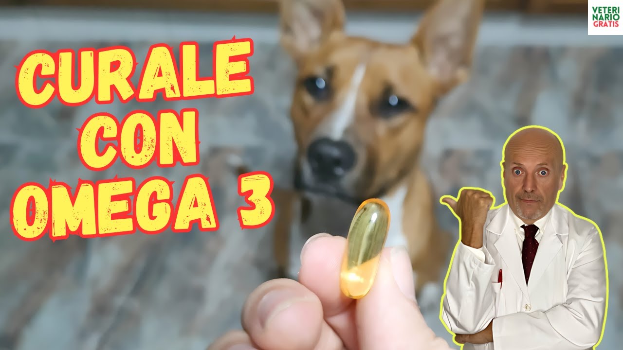 ✅ ¿QUE ENFERMEDADES CURA EL OMEGA 3 EN PERROS? ✅