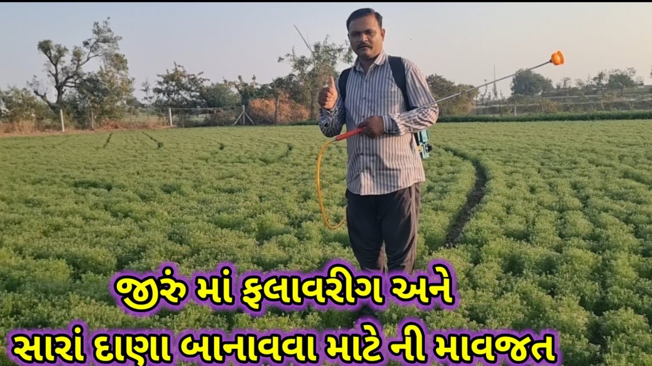 જીરું માં ફલાવરીગ અને સારા દાણા બનાવવા માટે ની માહિતી Jiru ma flavring vadharva mate ni mahiti
