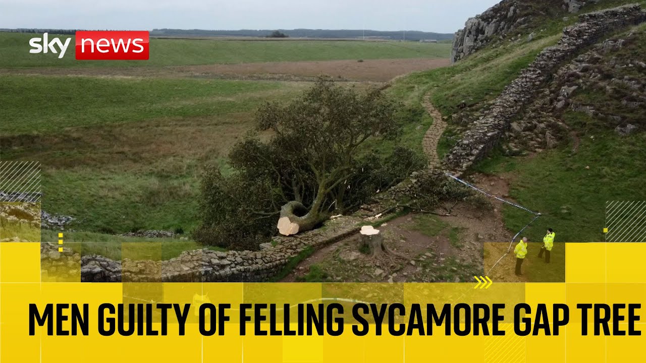 Two men found guilty of cutting down famous Sycamore Gap tree