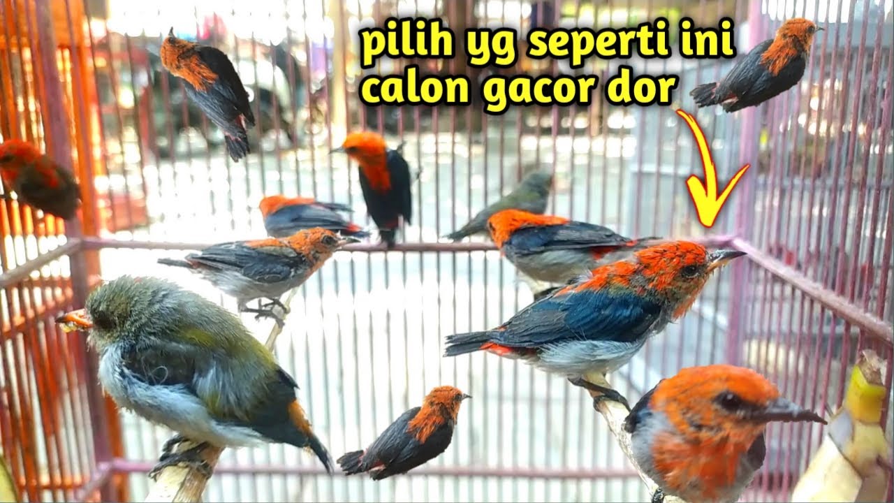 Gini lho, Cara Ngombyok Kemade Supaya Dapet yang Prospek dan Bagus‼️