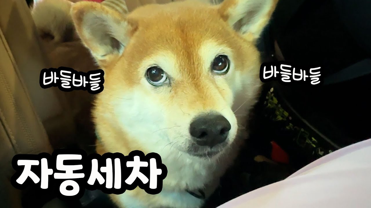 자동세차 기계가 너무 무서운 겁쟁이 시바견  곰이ㅋㅋ