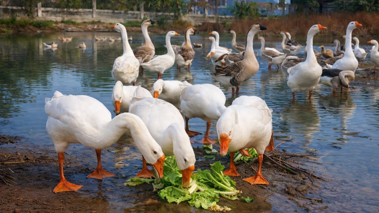 A Happy Day for Geese on the Farm: Cutting Grass, Feeding & Pond Fun
