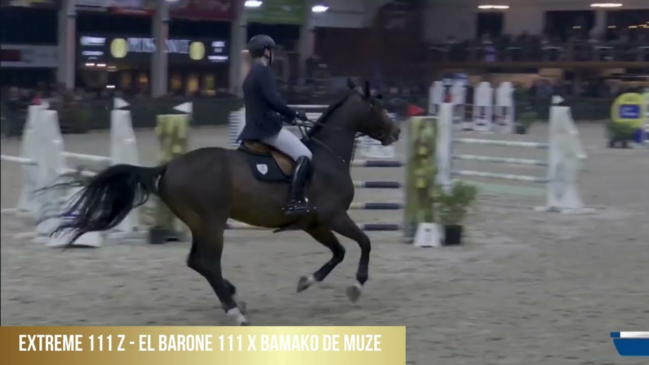 Extreme 111 Z 1st phase Belgian Stallion Competition Jan 2024