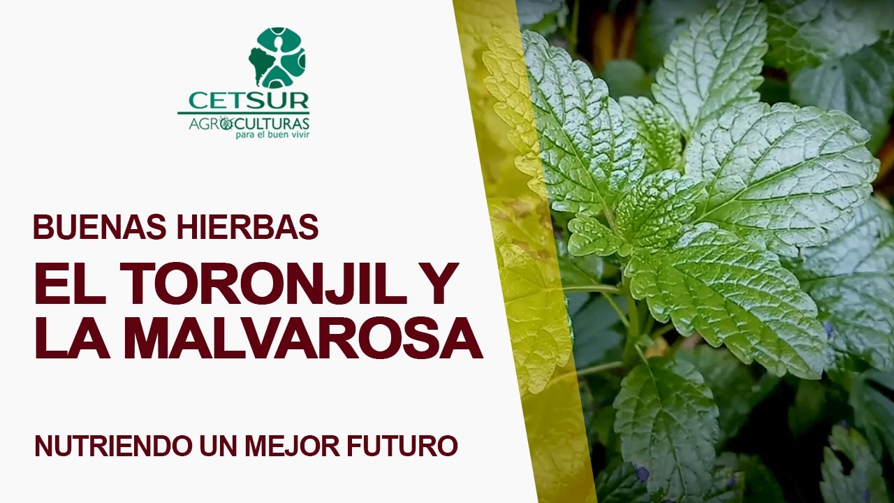 Buenas Hierbas. Nutriendo un mejor futuro - El toronjil y la malvarosa