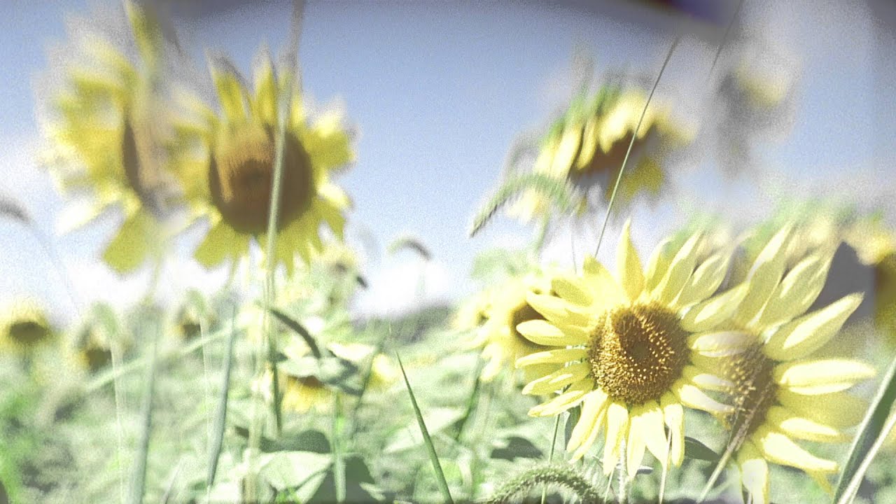 Solar Bears - Wild Flowers