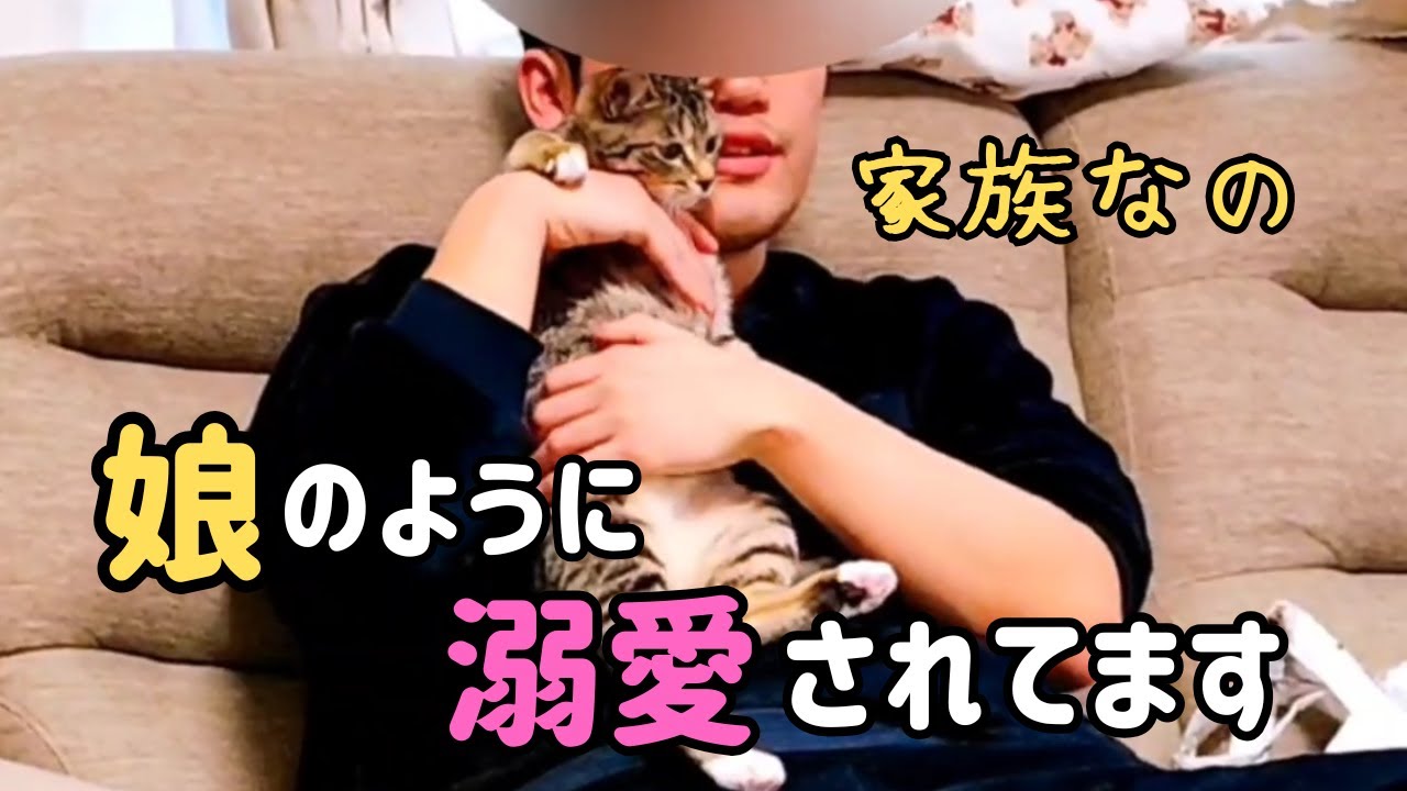 【甘えん坊な保護猫】娘のように溺愛されてスクスクと育っています
