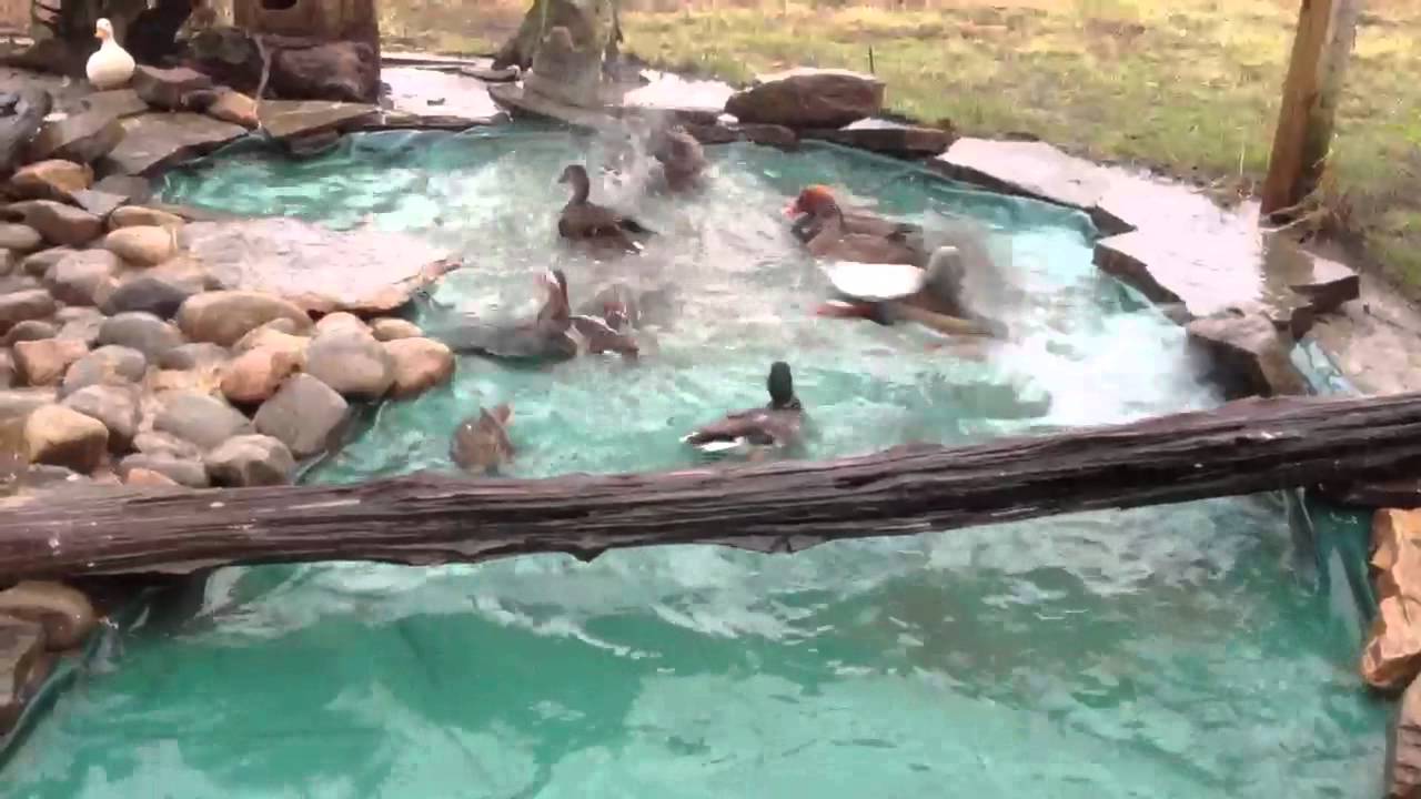 Mandarin Males chase each other amongst the other Ducks