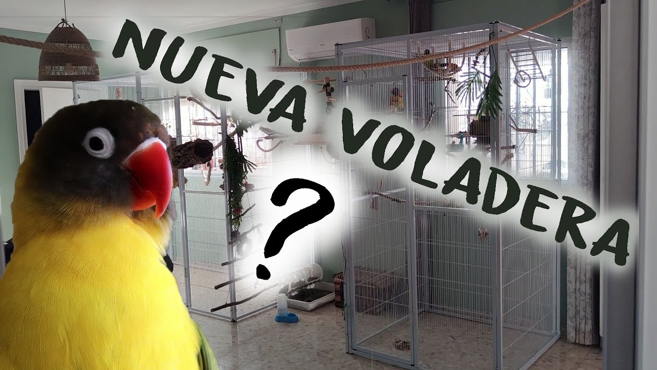 &iquest;NUEVA VOLADERA?- reacci&oacute;n de mis aves al exterior 😯