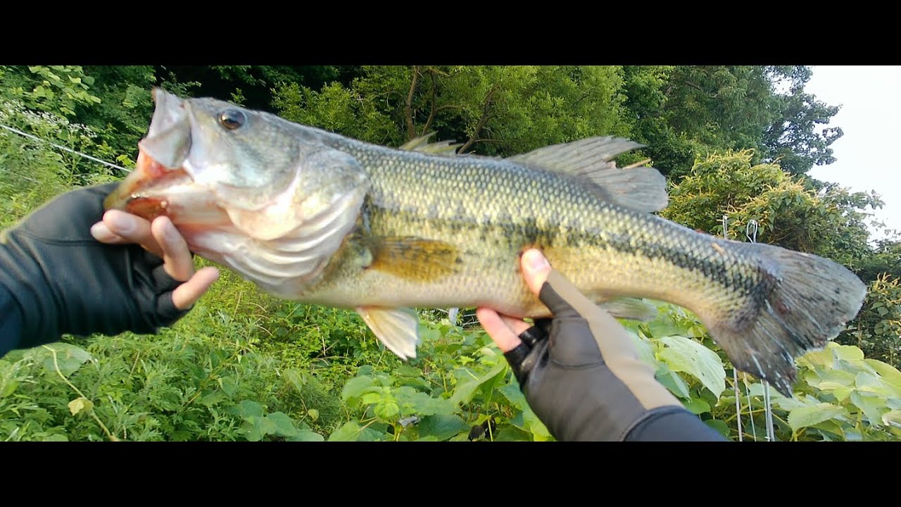 [장흥] 무더운 여름 덩어리 마릿수 배스 낚시🎣