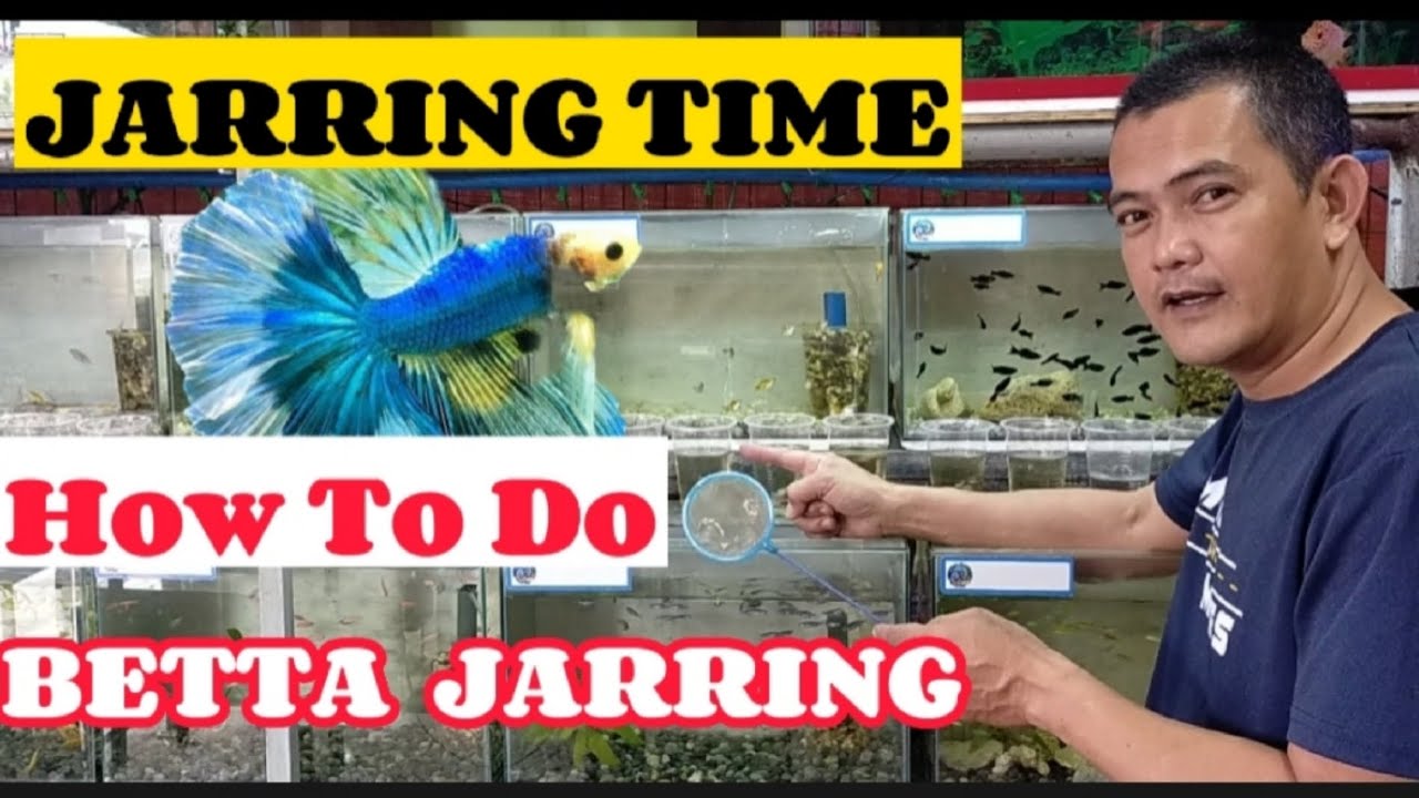 PAANO MAG JARRING NG BETTA | HOW TO DO BETTA JARRING