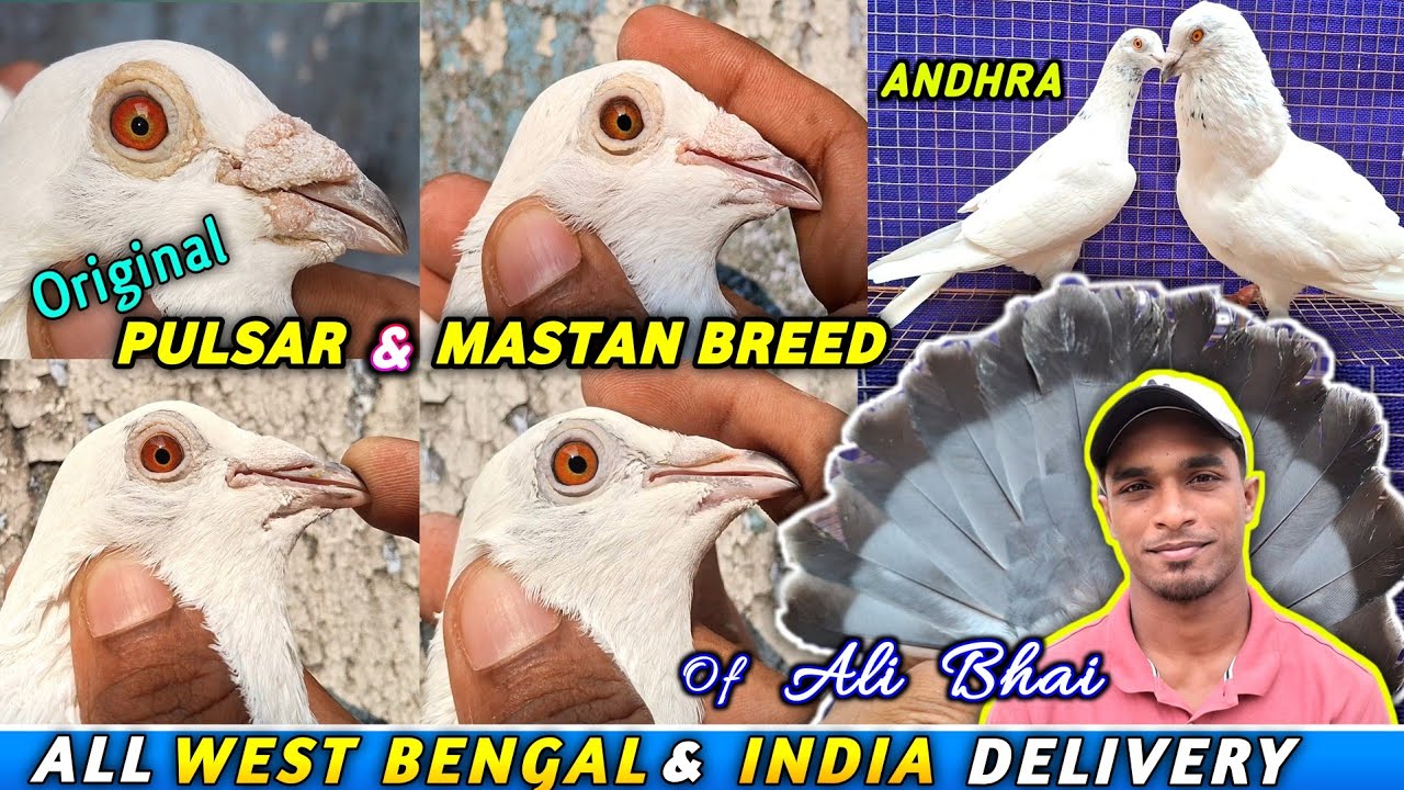 Pulsar Madrasi/Mastan Breed/Kalanka & Fulsira Andhra Pigeons Sale Of Ali Bhai Kolkata  (Dec25)  