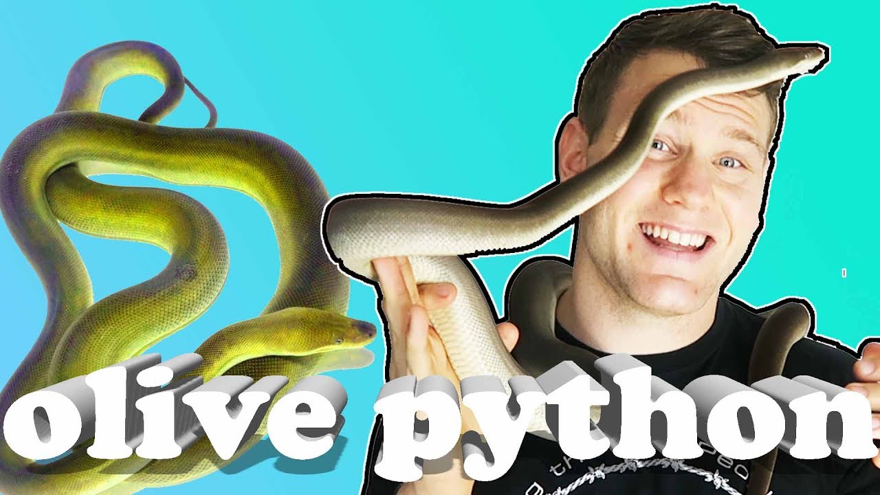THE GIANT OLIVE PYTHON! SHOULD YOU BUY AN OLIVE PYTHON? MY FAVORITE SNAKE