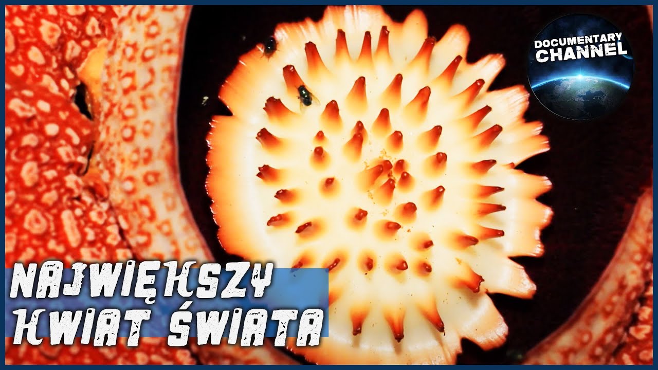 MONSTRUALNY KWIAT O ZAPACHU TRUPA | Raflezja Arnolda zapylana jest przez muchy