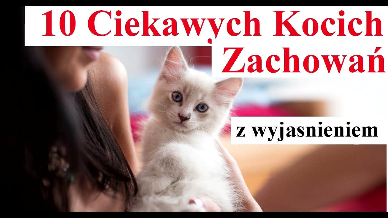 10 Ciekawych Kocich Zachowań z wyjaśnieniem