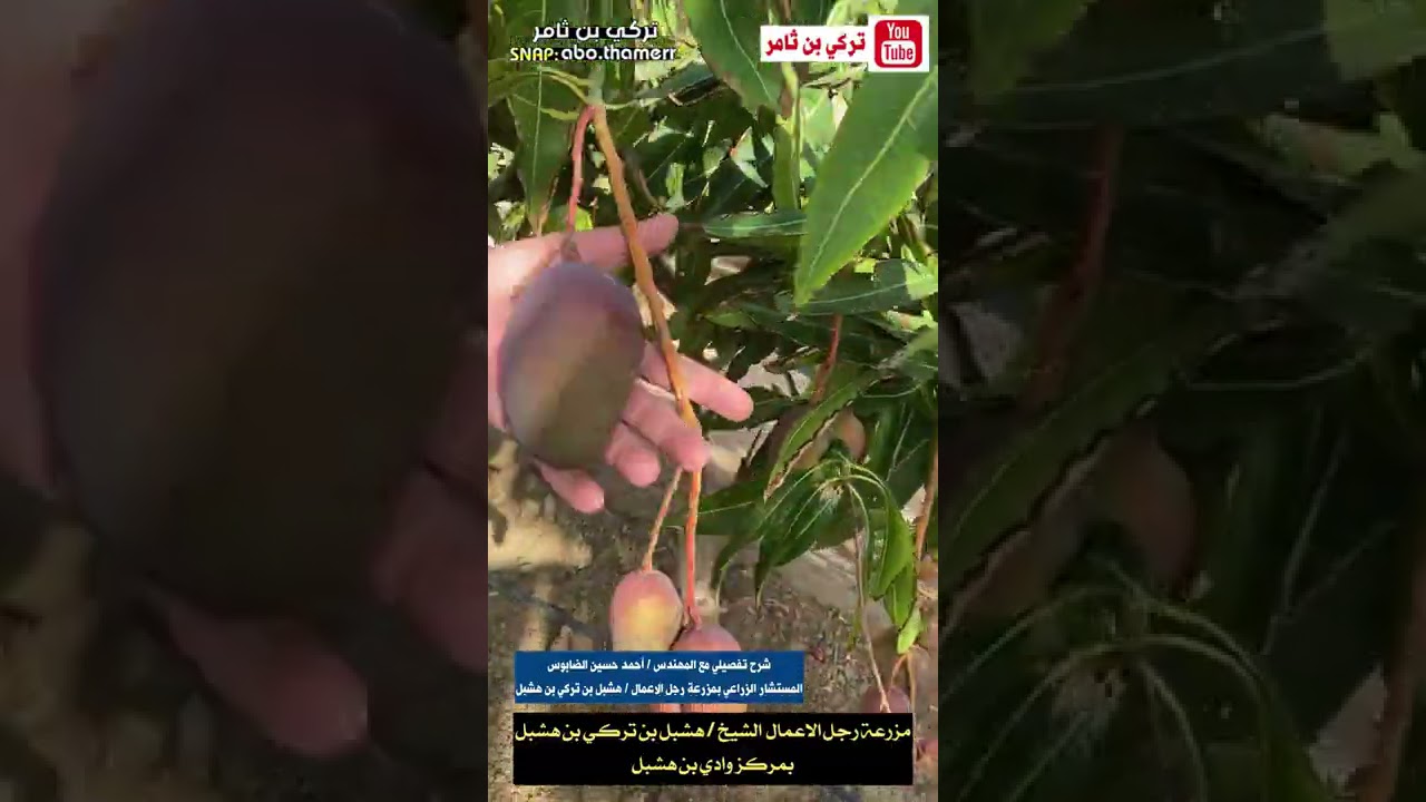 زيارة لمزرعة رجل الاعمال الشيخ / هشبل بن تركي بن هشبل  بمركز وادي بن هشبل  ١٠ / ٩ / ١٤٤٢ هـ