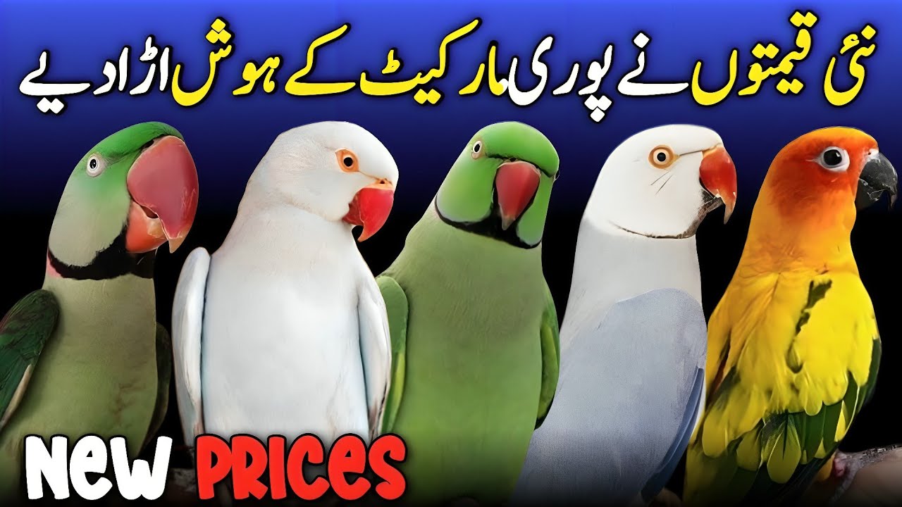 all ringneck parrot price in pakistan 2025 | yellow ringneck new price 2025 | big birds latest price