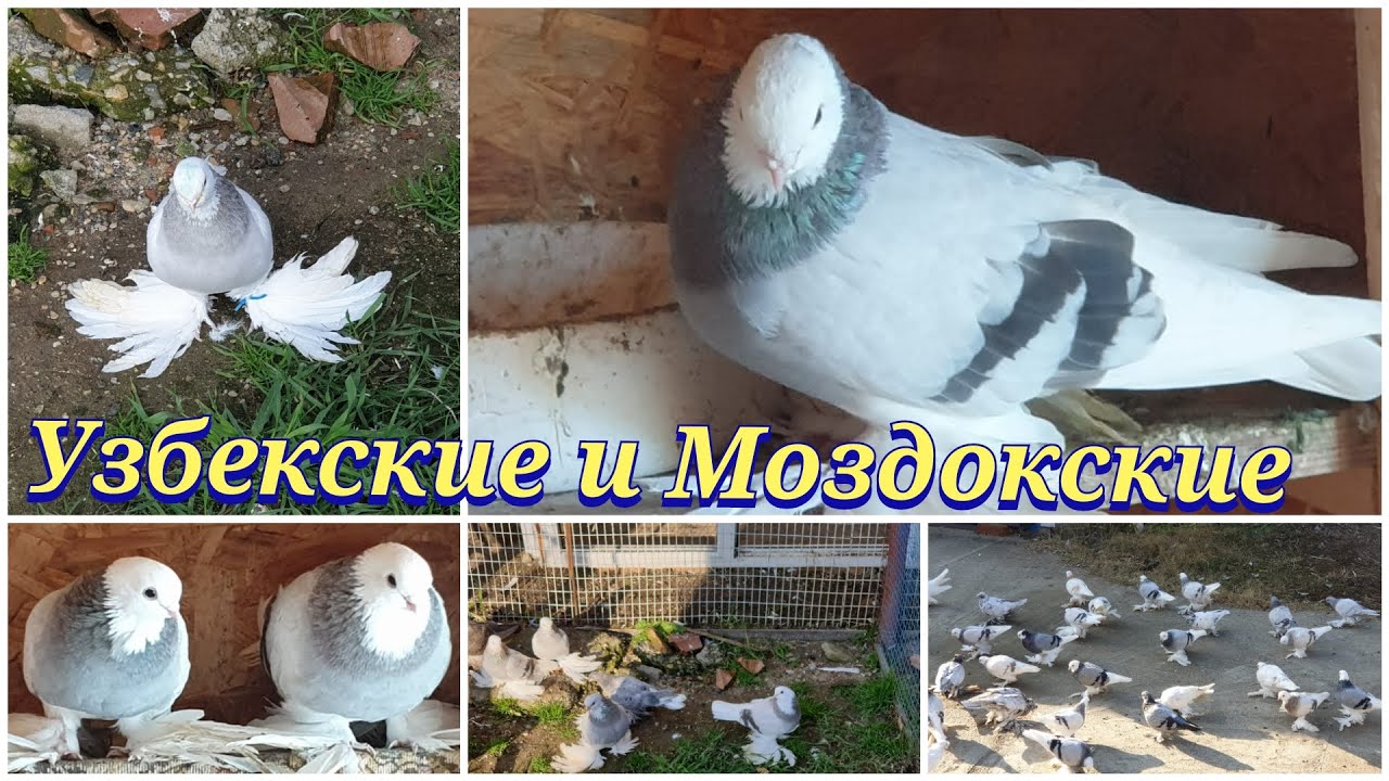 Узбекские и Моздокские голуби Сергея Uzbek and Mozdok pigeons of Sergei