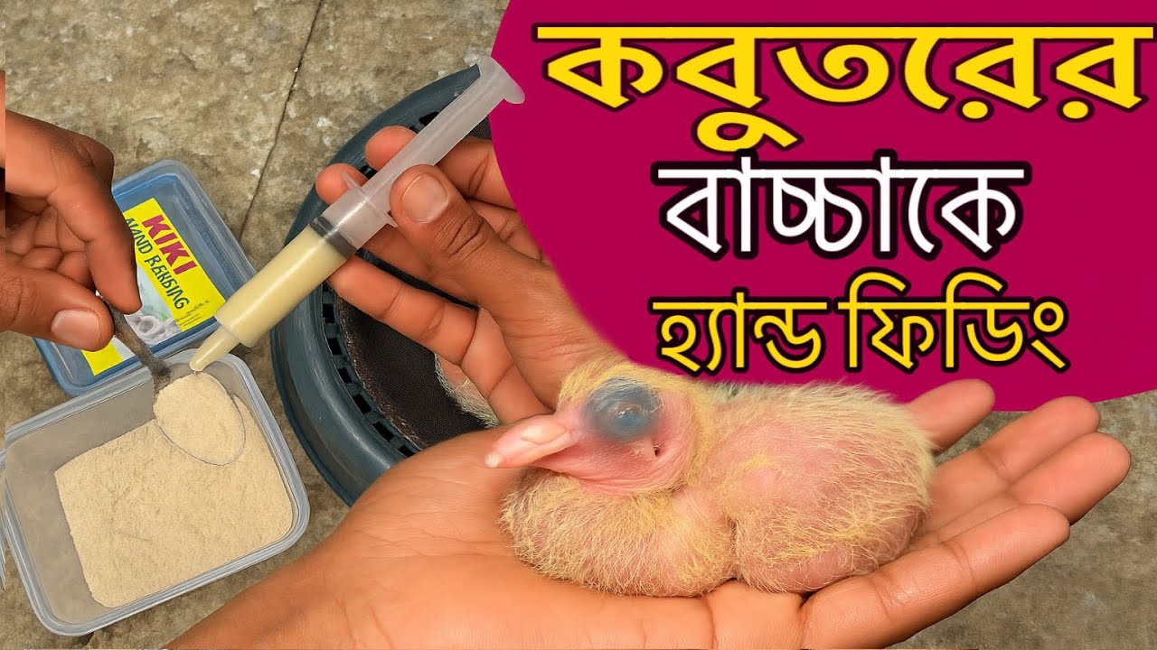কবুতরের বাচ্চাকে হ্যান্ড ফিডিং। How to hand feed a baby pigeon #কবুতর #handfeed #pigeon