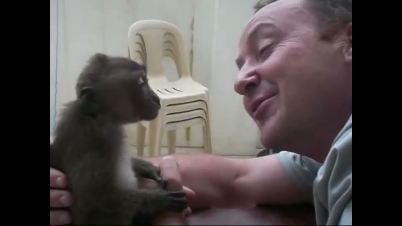 Monkey grooming human Relaxing ASMR sleep video