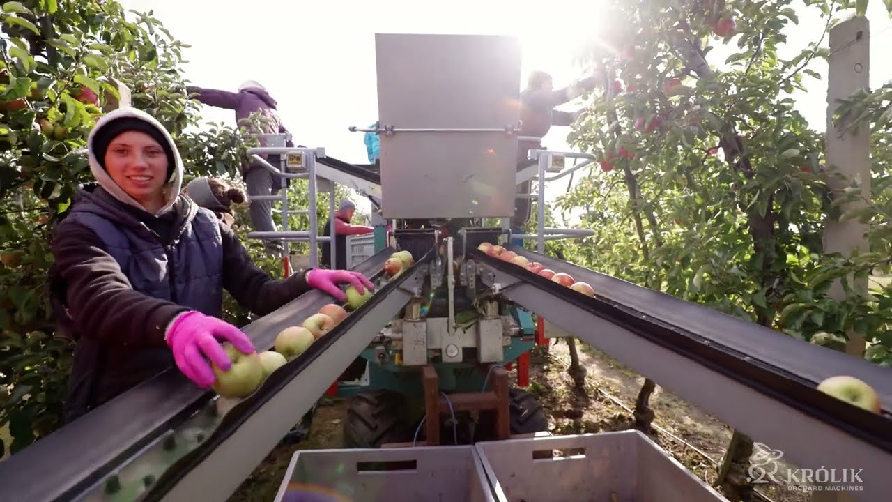 Apple harvest with Tecnofruit CF-105 and KRÓLIK bin handling system logistics