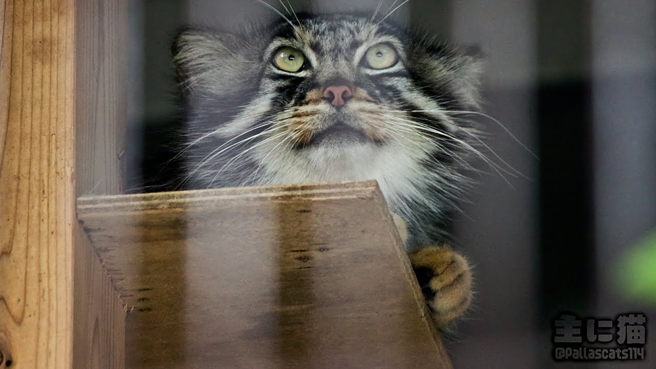 【東山動植物園】高みの見物をするエル【Pallas's cat】【manul】