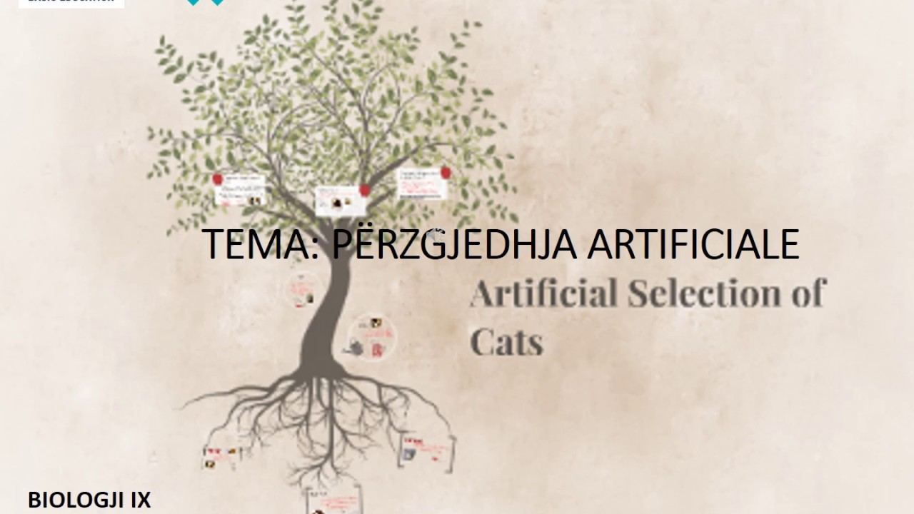Perzgjedhja artificiale