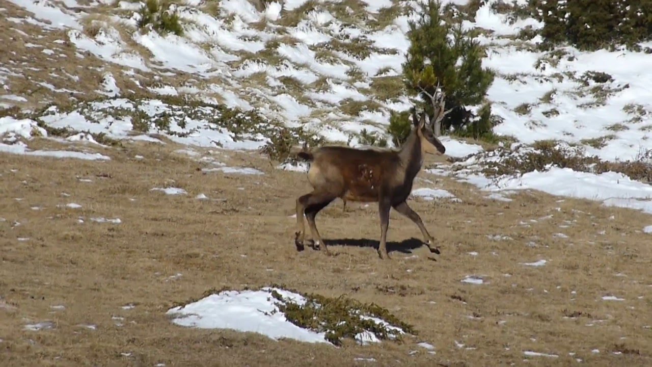 Puig Dòrria