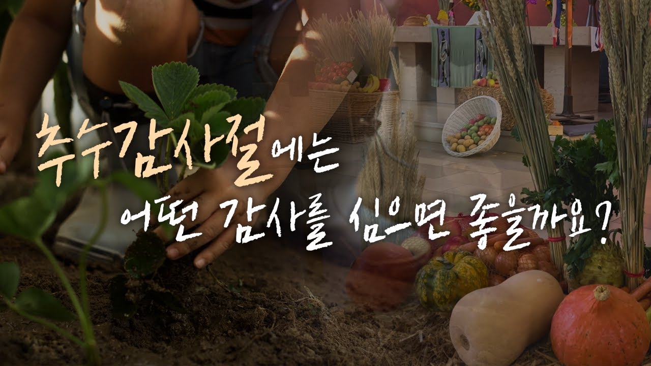 추수감사절에는 어떤 감사를 심으면 좋을까요❓ | 추수감사절 말씀사서함 | 🎧ASMR 이어폰 필수❗️| 브라이언박 목사 | [Just Jesus]