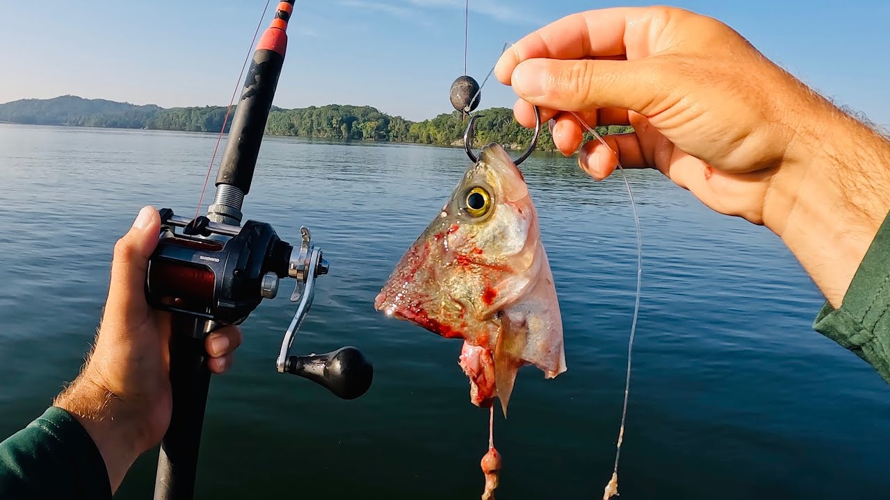 How Many BIG Catfish Will Eat This One Bait???