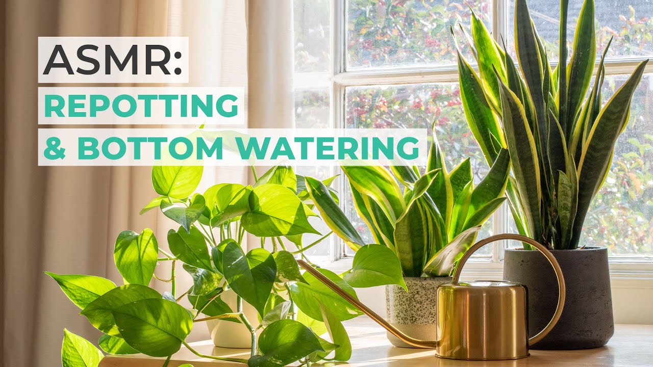 ASMR HOW TO REPOT & BOTTOM-WATER MONSTERA ADANSONII SWISS CHEESE | SATISFYING WATER SOUND