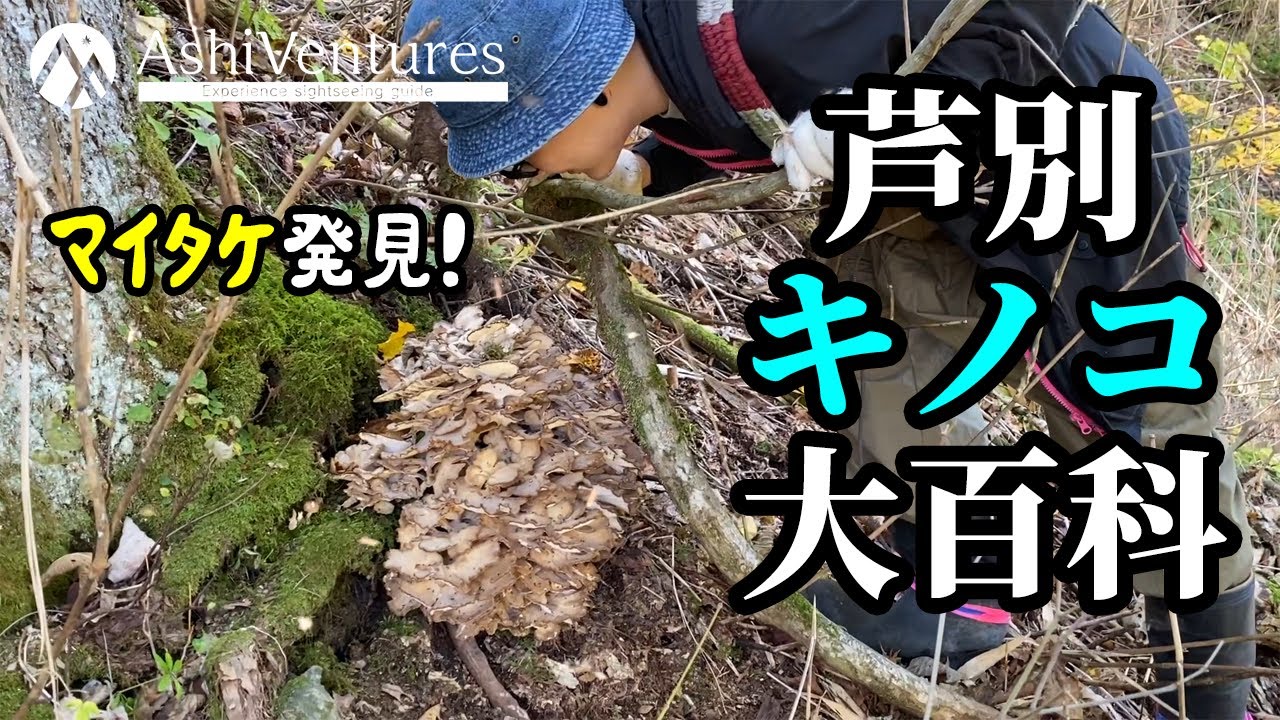 【北海道 キノコ狩り】芦別キノコ大百科【マイタケ シメジほか】