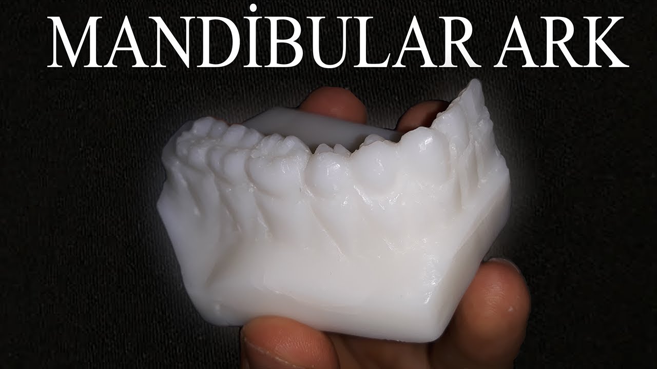 Sabundan Mandibular Ark yapımı | Diş Hekimliği 1.Sınıf
