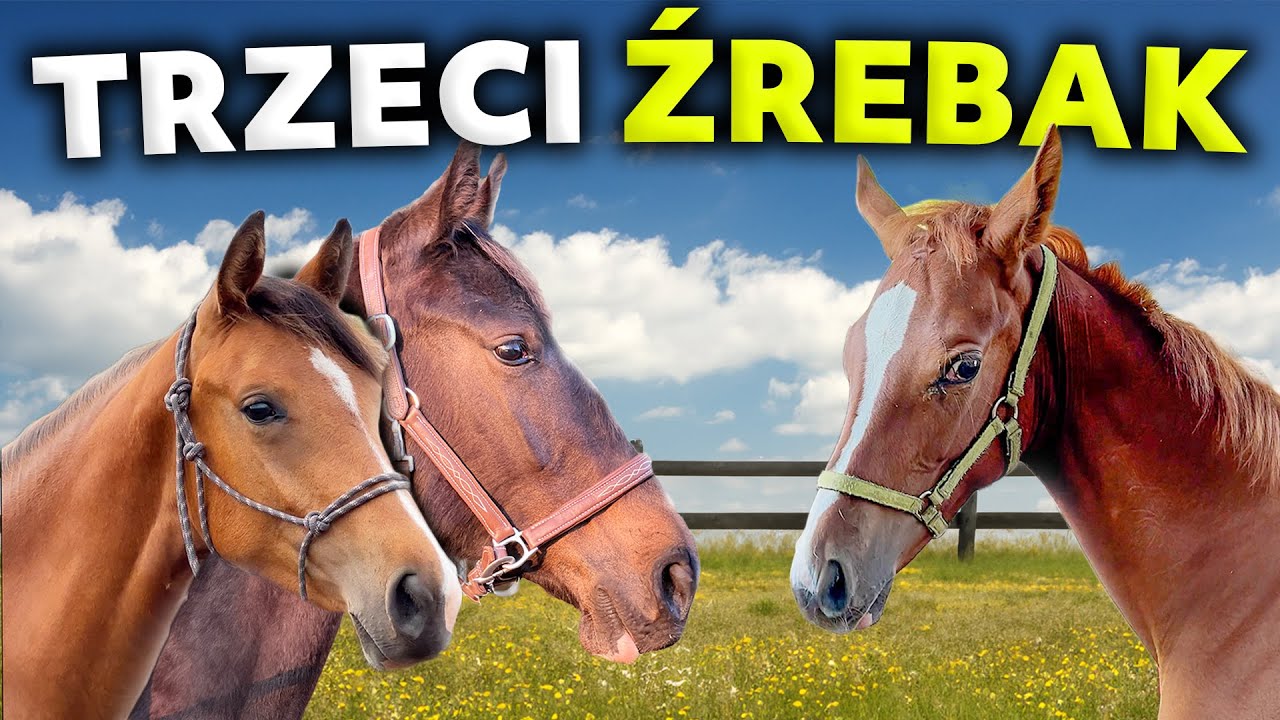 NOWY ŹREBAK W STADZIE!