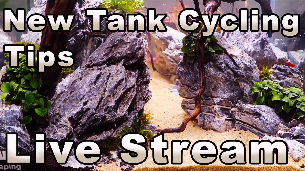 Tips For Cycling a New Aquarium - Plus: Bring All Your Fish-Keeping Questions!