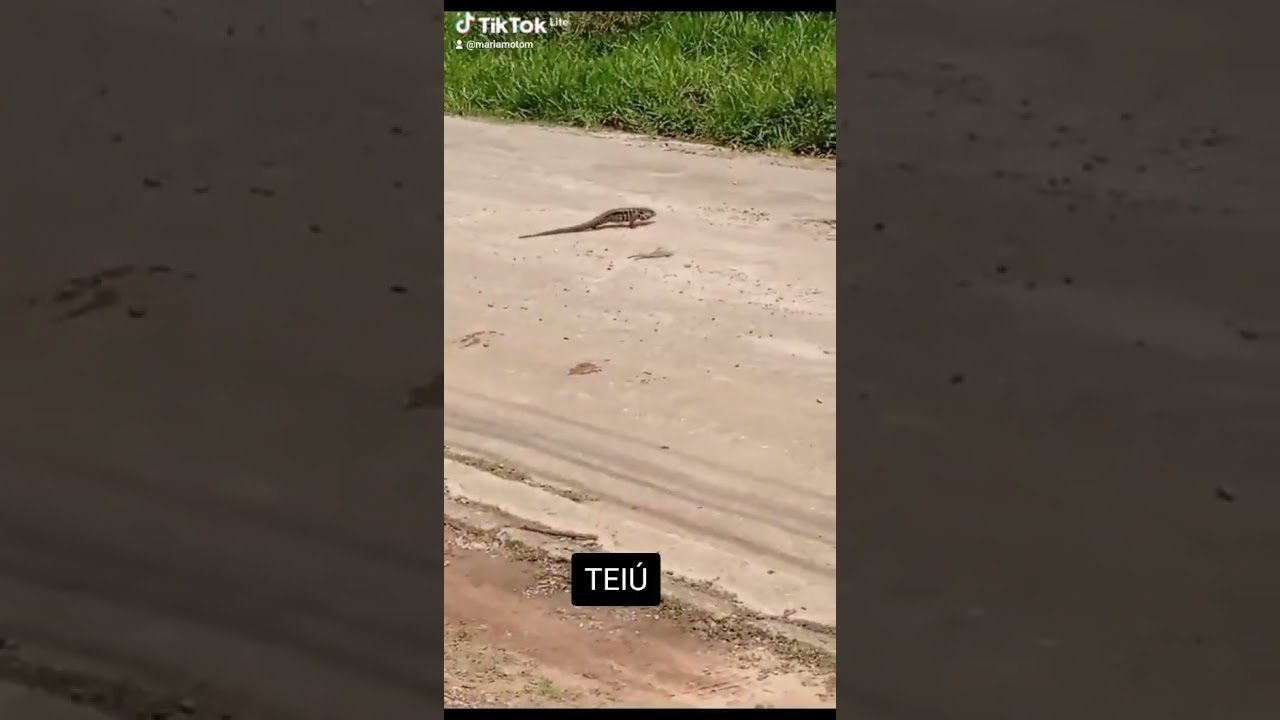 Tei&uacute; quase atropelado por um carro  #animais #natureza #shorts