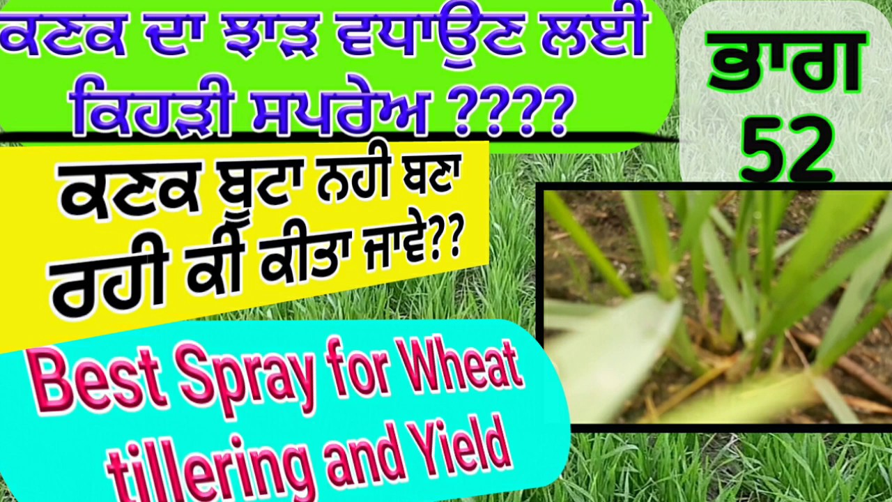 Wheat yield and nutrients (ਕਣਕ ਦਾ ਝਾੜ ਕਿਵੇਂ ਵਧਾਇਆ ਜਾ ਸਕਦਾ ਹੈ ?) Shergill Markhai