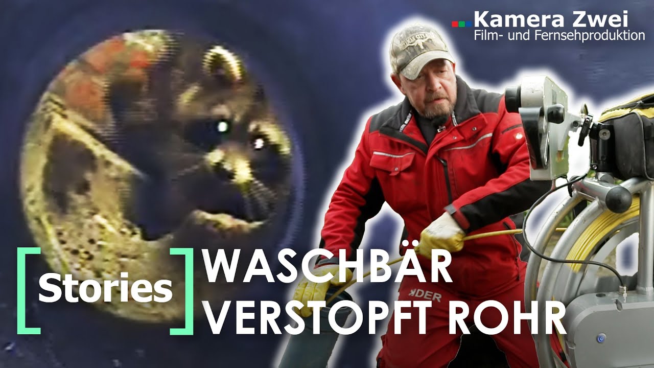 Rohr verstopft? Hier steckt ein Waschbär fest!  | Kamera Zwei