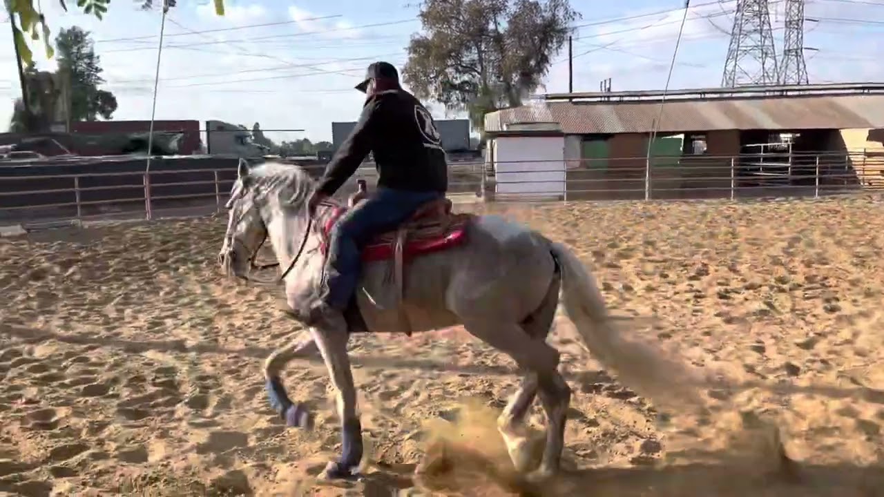 Como trabajar un caballo que no sabe galopar PARTE 1