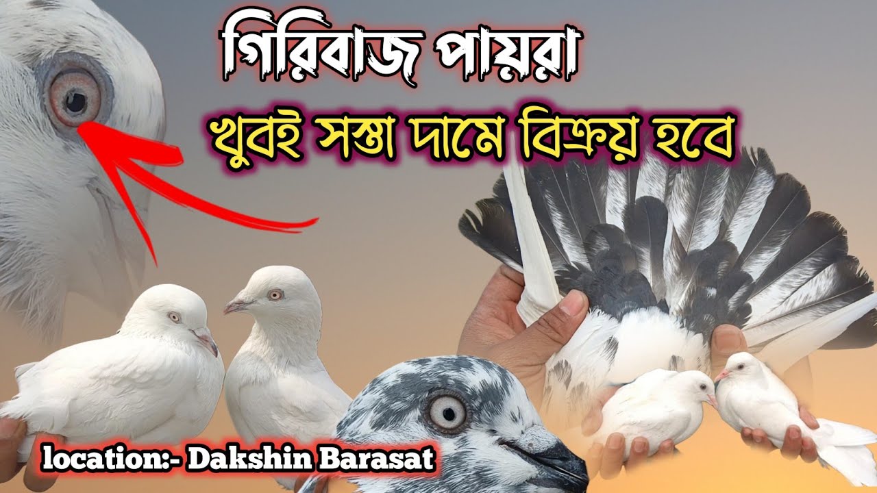 গিরিবাজ পায়রা খুবই সস্তা দামে বিক্রয় হবে. Location dakshin Barasat.