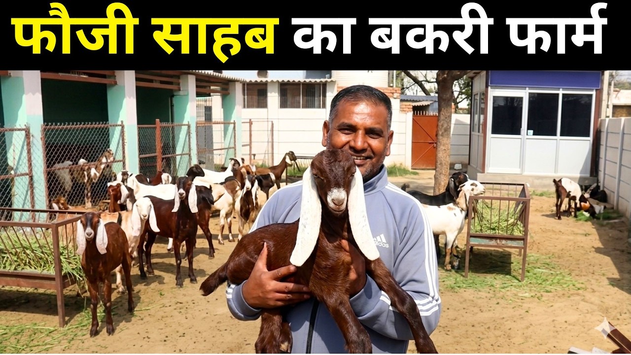 1 बकरी से बना दी 60 बकरिया II Goat Farming II Goat Farm II Goat Farming Business