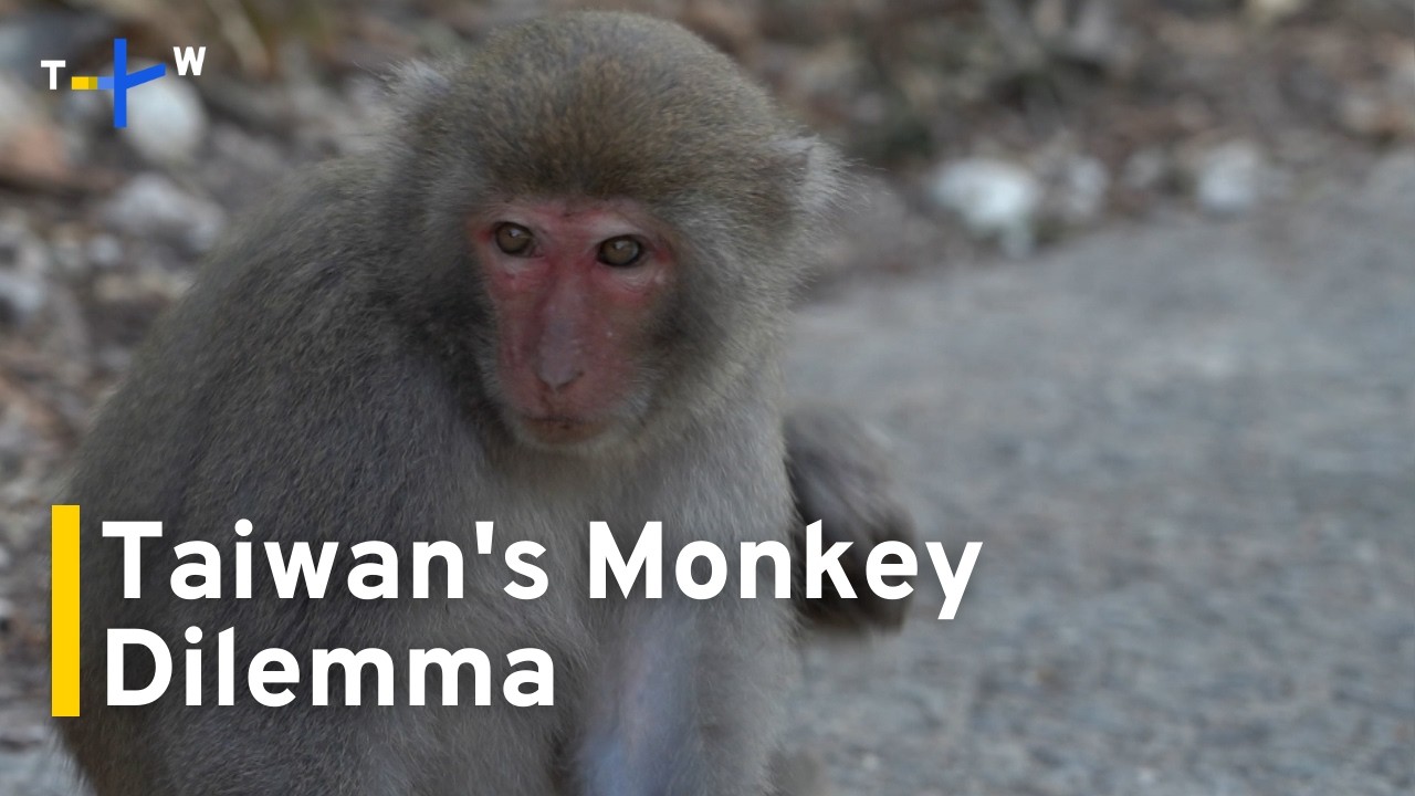 Conflict With Humans Grows as Taiwan's Native Monkey Species Thrives｜TaiwanPlus News