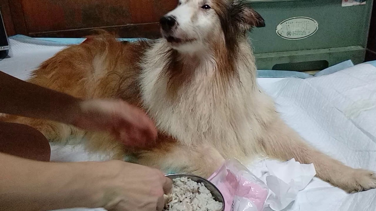 老犬的安寧（臨終前的餵食）照顧~18歲的Matise.他一生健康無病痛，吃飽之後睡夢中離開
